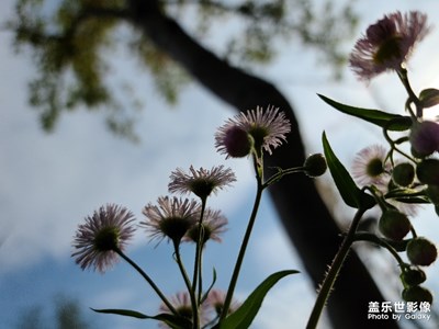 s20u今天到貨首拍， 一億像素哦