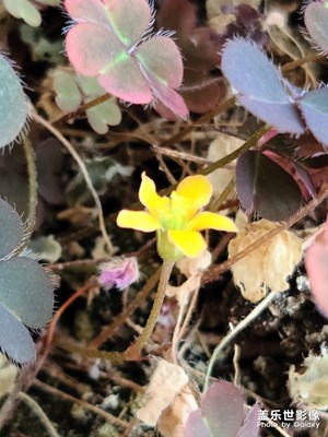 試試高分辨率攝影