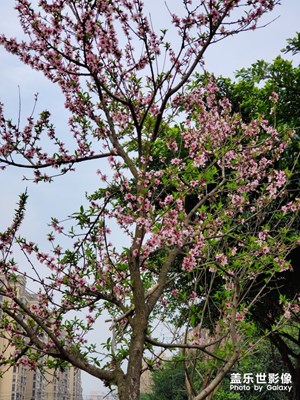 【春花爛漫】+花色