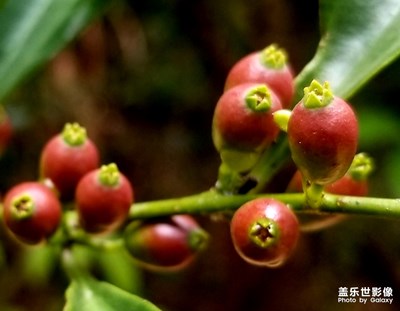 【春花爛漫】春美山中尋