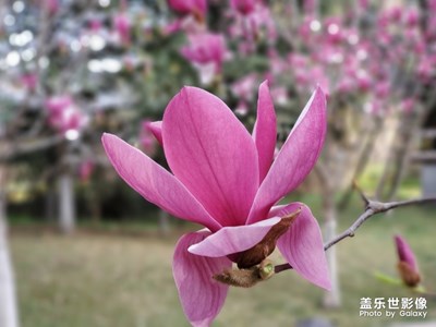 【春花爛漫】+小區(qū)春花隨拍
