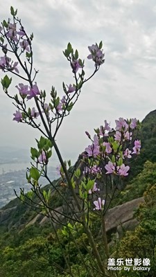 風(fēng)景