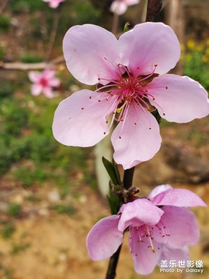 【春花爛漫】＋桃花