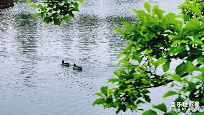 春江水暖鴨先知