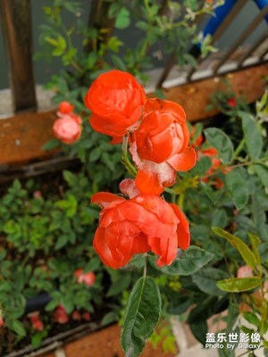 春，花開正濃