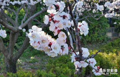 威海的杏花比內(nèi)地開的晚，NOTE10＋拍的
