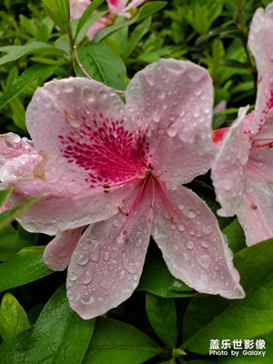 【春花爛漫】+ 杜鵑花