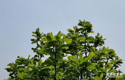 【最美瞬間】+一花一世界