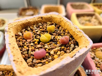 【最美瞬間】-美美的生石花