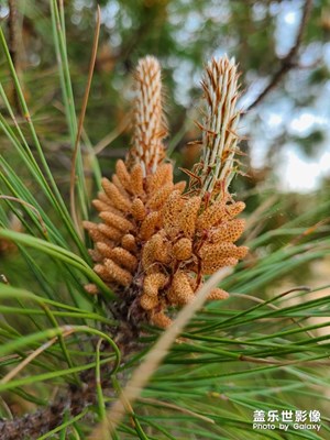 Galaxy S20首拍 松花