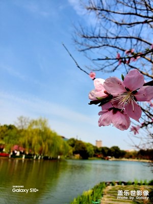 S10+鏡頭下圩墩遺址公園的花海