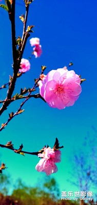 獨(dú)自美麗！