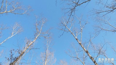 【最美瞬間】+白楊