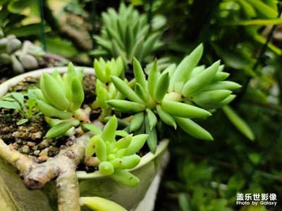 來自三星S20u拍攝第二波