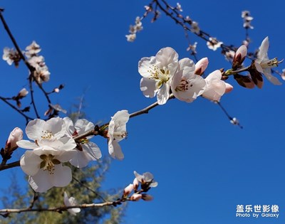 【最美瞬間】+春花光燦