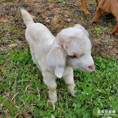 可愛羊羔
