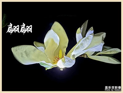S20+自動模式拍攝