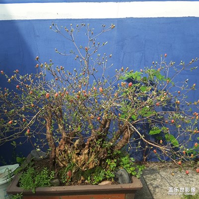 我的花兒這么遲開(kāi)呢？