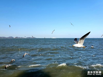 沙鷗翔集，錦鱗游泳