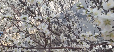 【最美瞬間】+桃花開過程