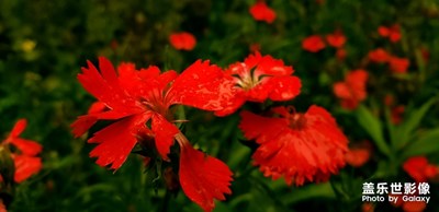 【最美瞬間】+花與詩(shī)的故事--偶得開春墨，誤點(diǎn)群芳譜。