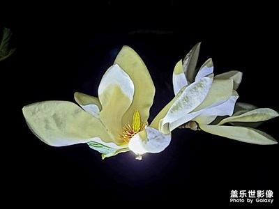 Galaxy S20+自動模式隨手拍