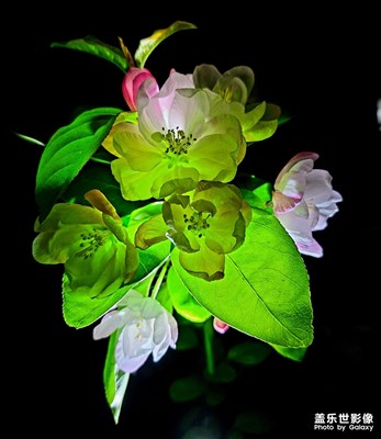 Galaxy S20+自動(dòng)模式隨手拍