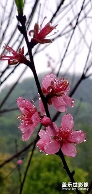 雨打桃花深閉門。