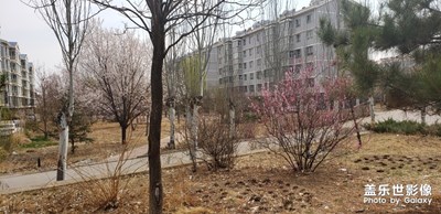 最愛這淡淡的春色