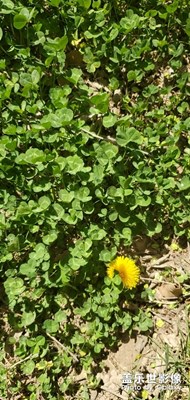 三葉草，能見(jiàn)到四葉的最幸運(yùn)！五片的你見(jiàn)過(guò)嗎