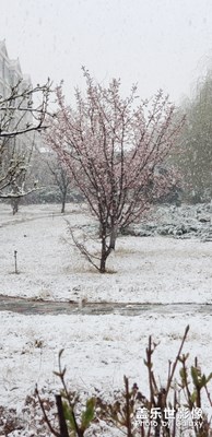 桃花遇上雪 共釀桃花醉