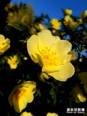 【光影色彩】+花草上的金光