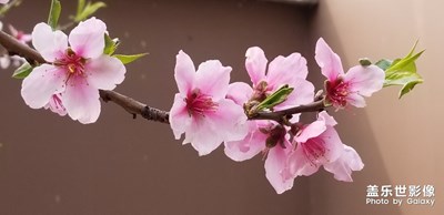 春天來了
