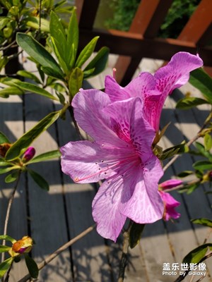 【光影色彩】+那些花兒