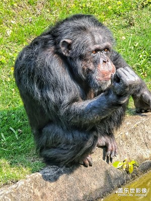 帶著S20U 逛動物園