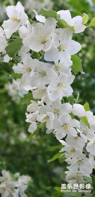 盛開的季節(jié)