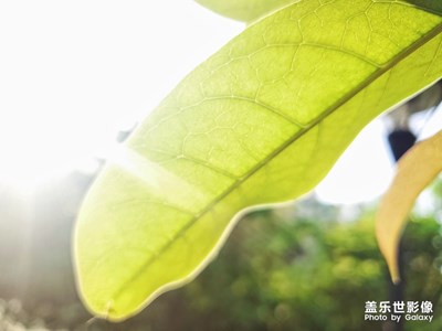 【光影色彩】春暖花開