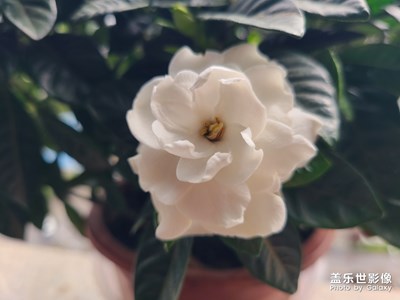 猜猜這是什么花？