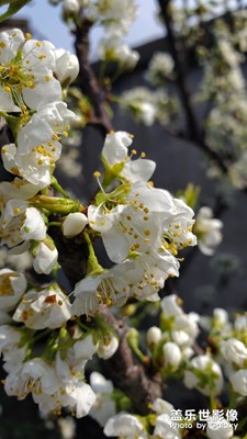 開花了。。。。。。