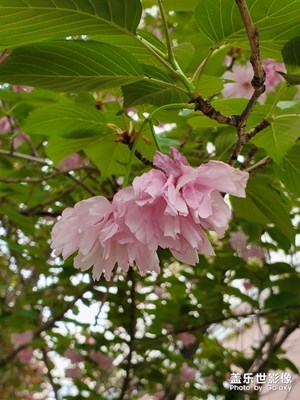 花花草草隨拍