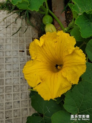 【希望】+晨光里的花朵??