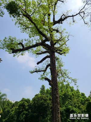 艾斯二零簡直出游神器