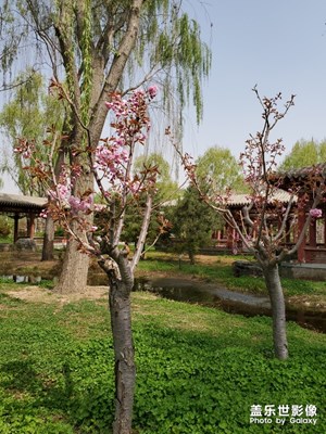 心中有念，自有花香。