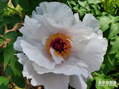 【希望】+春天的綻放