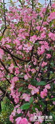 雨后海棠，分外妖嬈！