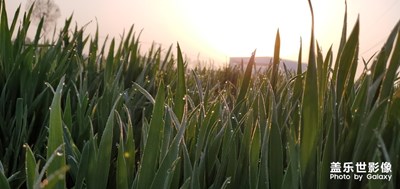 清晨的麥苗