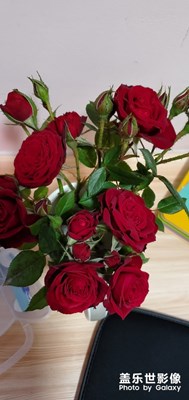 【春日麗影】+景景景