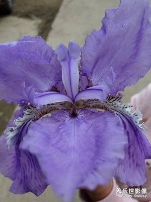 春天的風(fēng)吹向了你