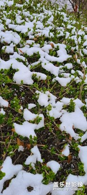 四月春天與冬天的約會(huì)