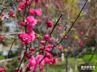 Galaxy S20 Ultra 5G之春色滿園